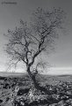 Tree near Malham